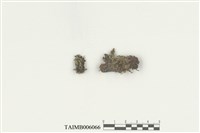 藏品(展葉角鱗蘚)的圖片